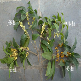 香花树 四季金桂结子八月桂花苗丹桂红桂花树苗 珍贵绿化九龙桂花