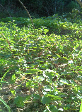 仙草苗 凉粄粉草种 烧仙人草冻绿植盆栽阳台王老吉加多宝原料凉茶