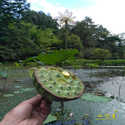 山河星10朵当日采摘新鲜野生嫩大莲蓬水果莲米绿莲子三明福建清流