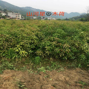 荷树 木荷 木荷苗 造林树苗 绿化花卉盆景 防火 福建三明清流苗木