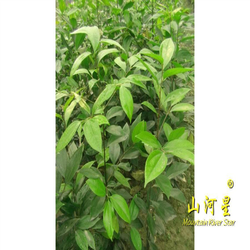 普陀樟香叶卤料天竺桂苗阴香苗绿化小树苗野草福建月桂皮三明香樟