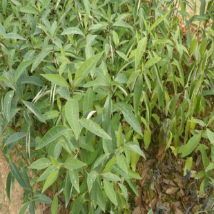 野山仓树 山苍子苗 根/叶/ 木姜子/山鸡椒/樟树 福建三明闽西北