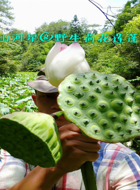 山河星5斤野生态新鲜莲蓬建莲嫩生吃太空白莲子甜米水果野果零食