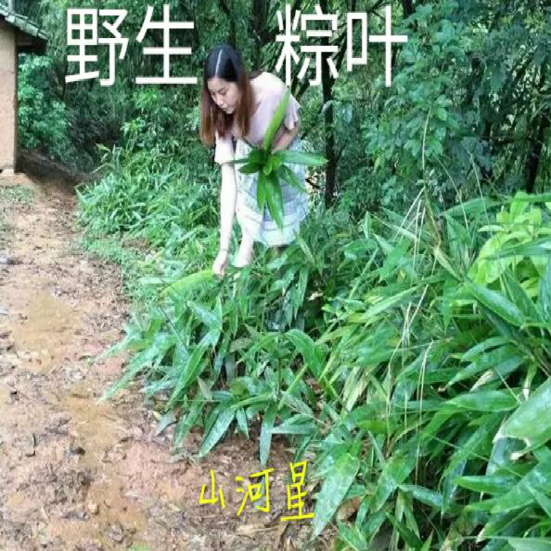 山河星新鲜端午节箬叶手工包粽子