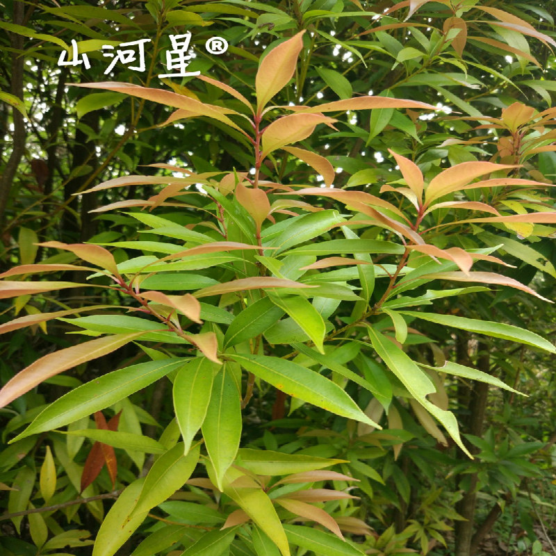 山河星原始森林生态红豆常绿阔叶杂木格氏栲小叶青冈石栎树苗福建