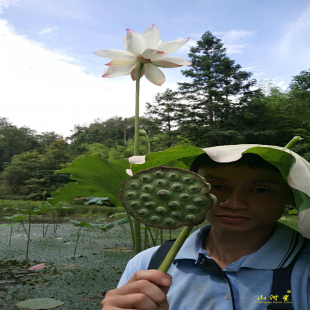 新鲜莲蓬 5斤白莲子太空莲孕妇野果水果莲生吃嫩莲蓬甜嫩鲜莲子米