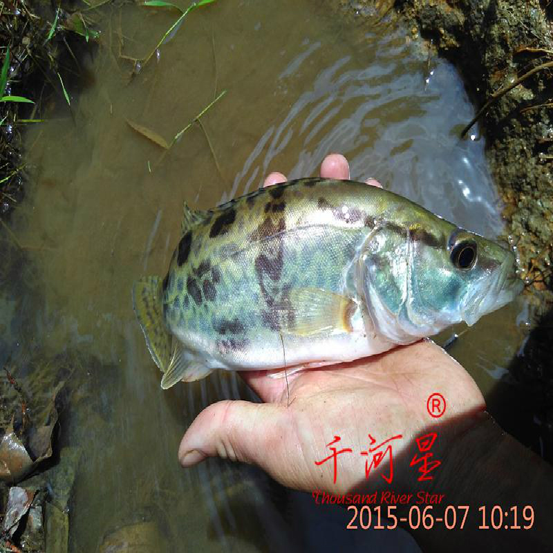 山河星生态鱼 鳜鱼桂花鱼肉贵鱼九龙湖泉水生鲜闽三明清流土鱼1斤