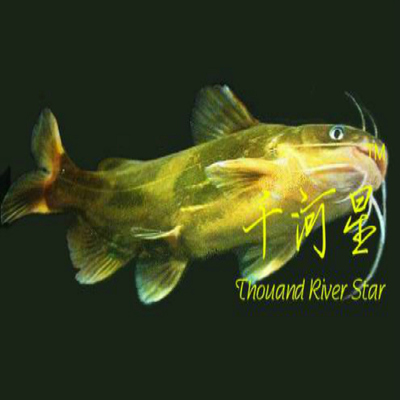 鱼苗昂刺福建黄辣丁