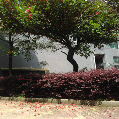 花卉 珙桐 鸽子树苗 小珍惜树种 绿化风景园林 福建三明清流闽西