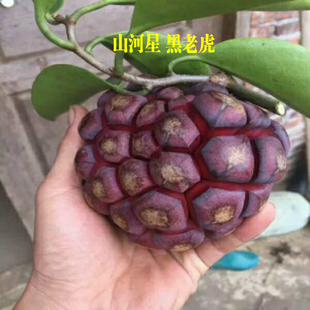 山河星新鲜生态水果布福娜黑老虎果子酒饭团 菠萝葡萄释迦摩尼1斤