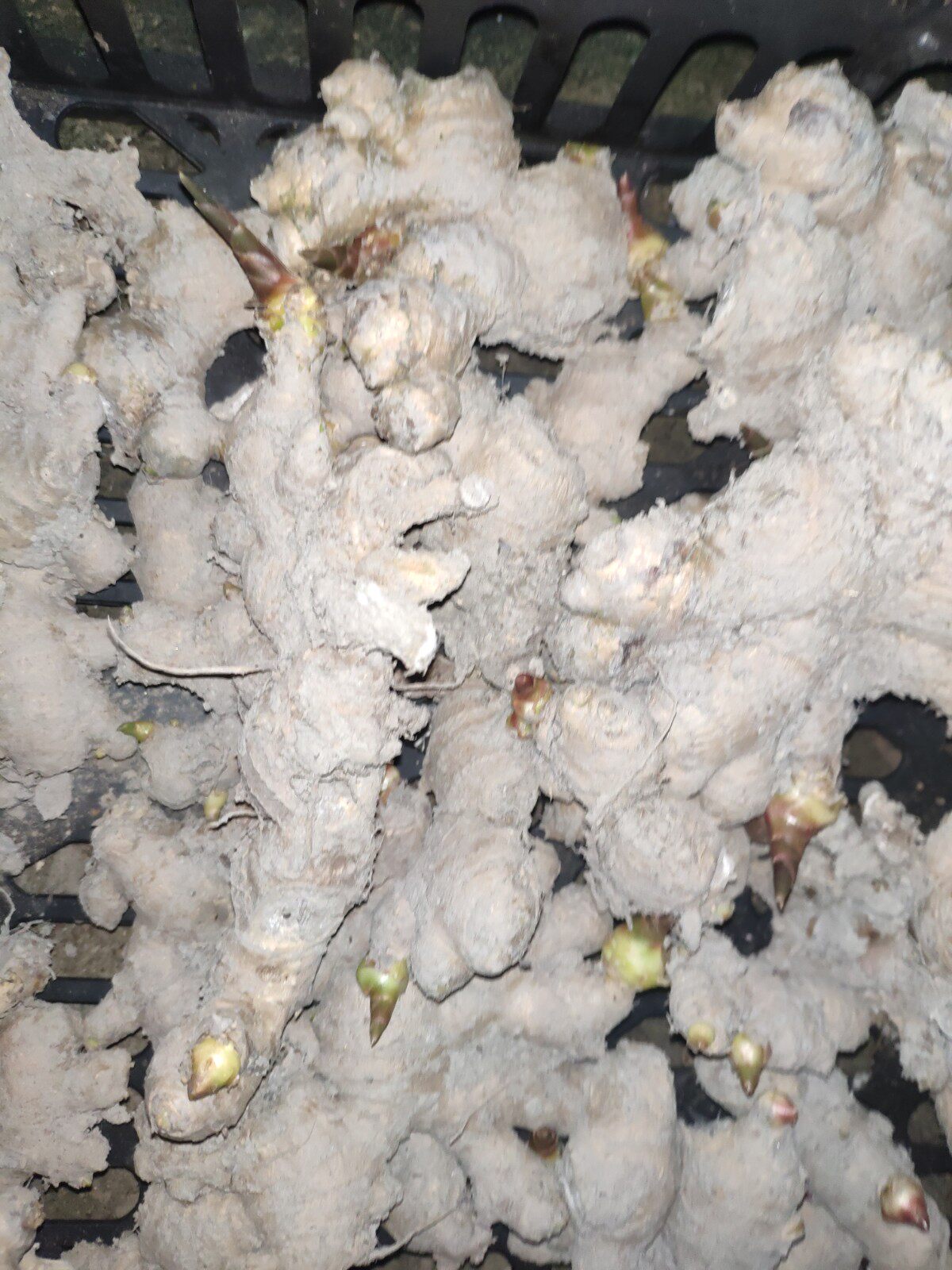 山河星 农家生态土生姜 老姜母 土姜月子姜小黄姜 姜芽野草种植