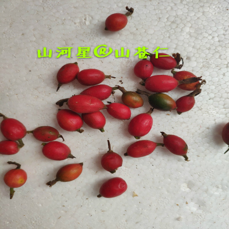 生态新鲜山苍香砂仁川沙仁粉卤水炖肉麻辣烫火锅香料调料大全草土