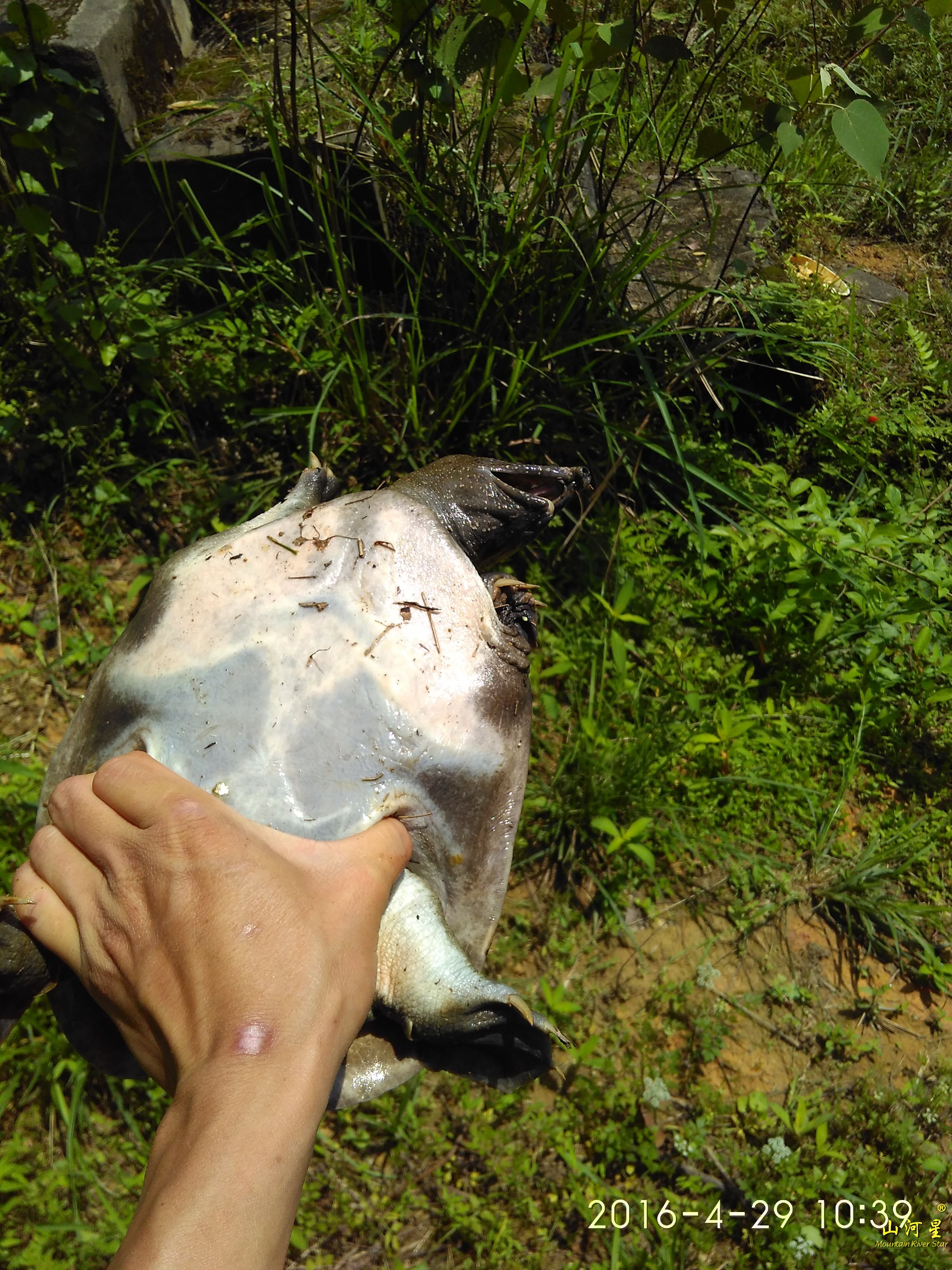 山河星清流九龙湖生态土鳖水库生鲜活甲鱼团鱼野草泉水闽三明