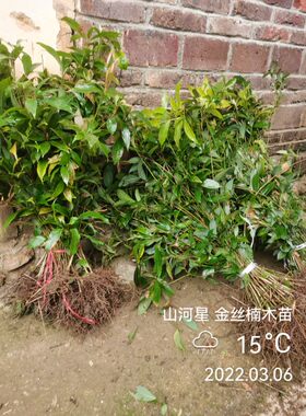 闽楠树苗滇润香楠紫金桢楠苗金丝楠木树苗种珍惜名贵红木福建三明