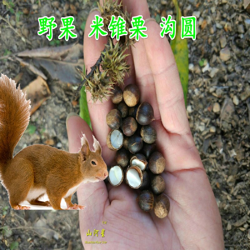 栗子生新鲜锥栗野生野果山锥米锥锥子果勾圆子勾栗刺锥毛栗子板栗