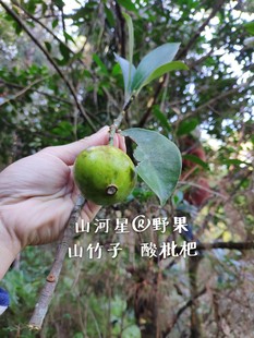 野酸桐子木竹子竹桔子黄牙果木熟子竹节子孕妇水果山枇杷山竹子