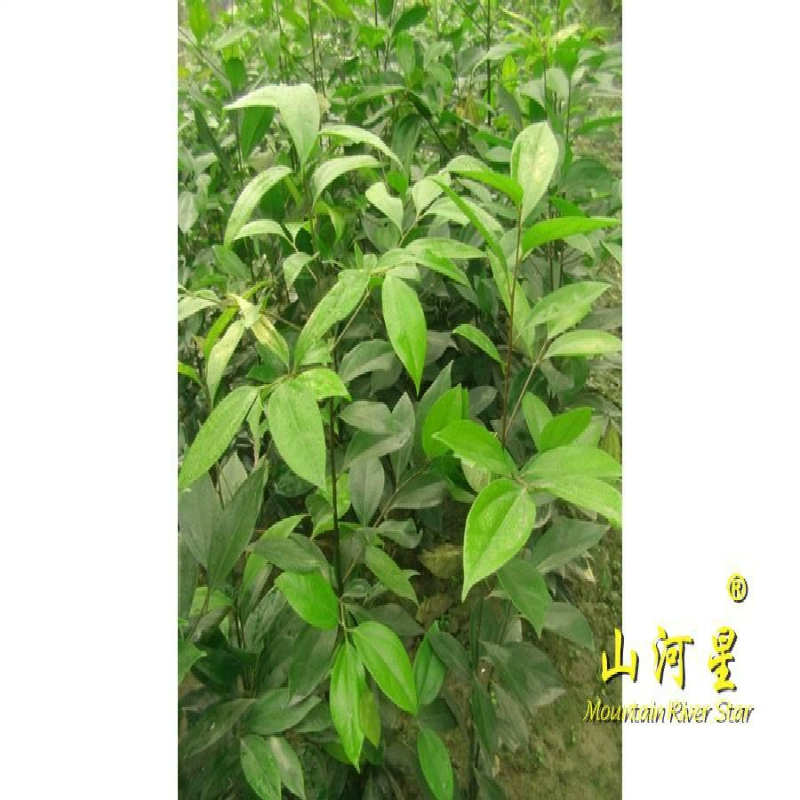 普陀樟香叶卤料天竺桂苗阴香苗绿化小树苗野草福建月桂皮三明香樟