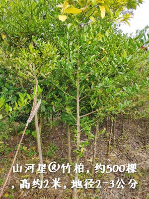 竹柏树苗室内绿植盆栽观叶植物盆景书房客厅净化空气庭院四季常青