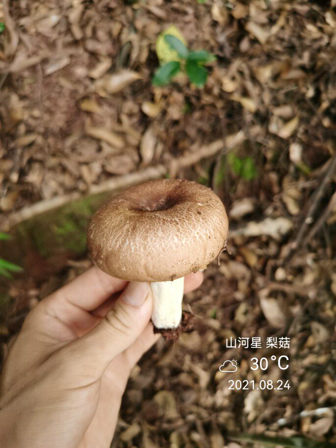 山河星奶菇青面梨菇杂菇泥菇山珍土货野生食用菌蘑菇福建三明清流
