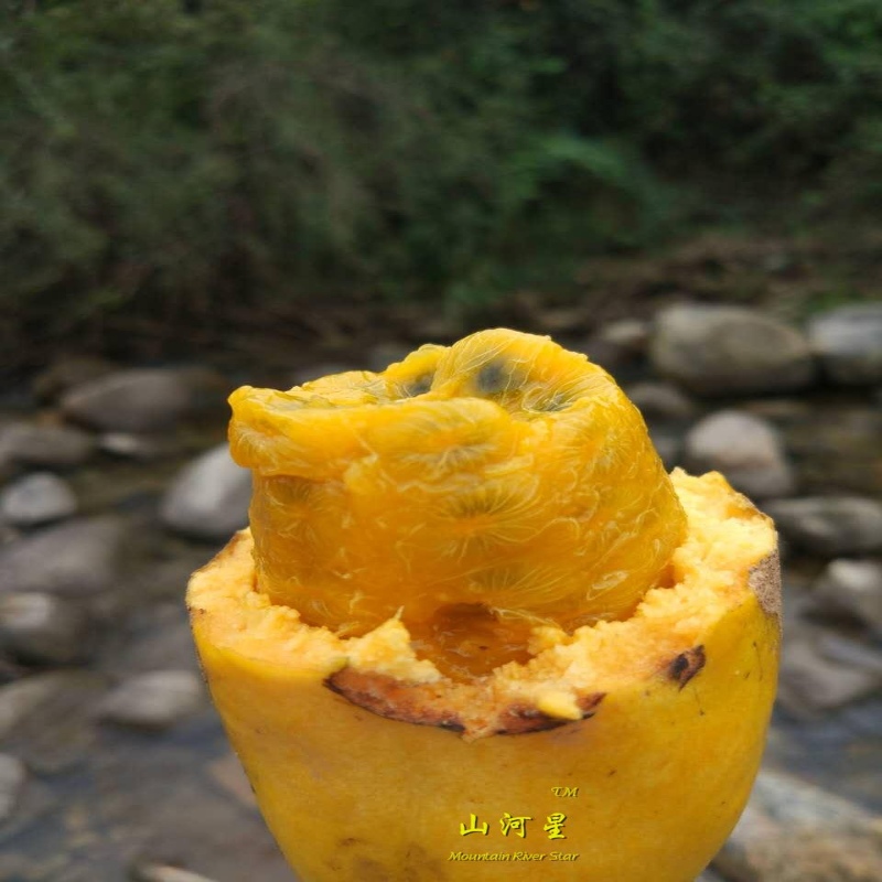 土货4斤新鲜水果八月瓜八月炸牛哈卵拿藤包牛卵坨野香蕉木通野果