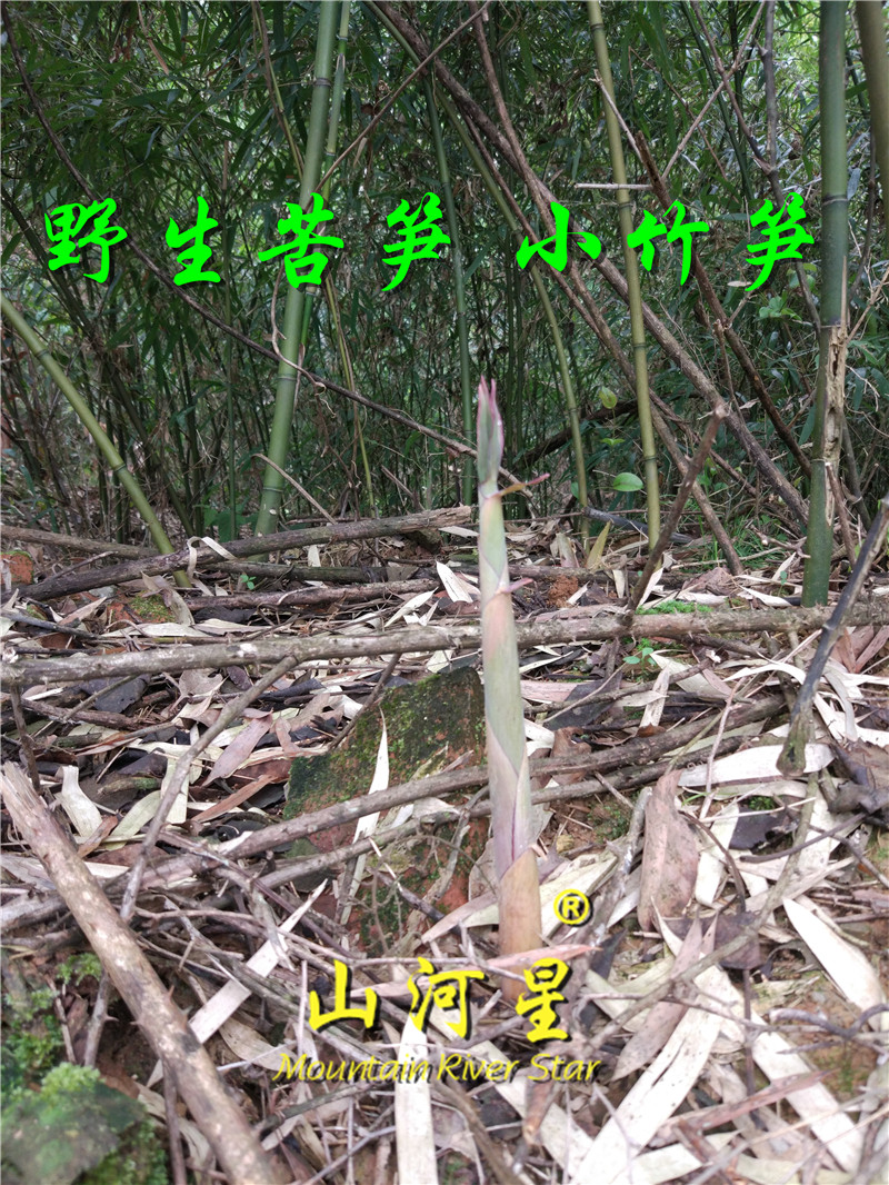 山河星野草带壳苦笋野生新鲜客家春笋手剥笋小竹笋雷竹笋5斤 三明