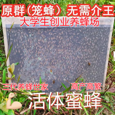 中蜂蜂群活体带王笼蜂阿坝蜜蜂群高产蜜王种王双色红背伏牛王蜂群