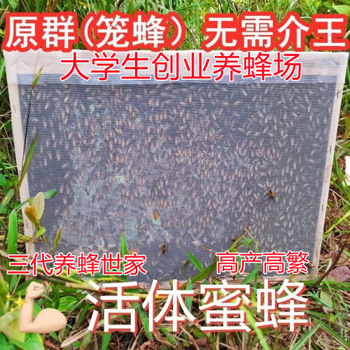 中蜂蜂群活体带王笼蜂阿坝蜜蜂群高产蜜王种王双色红背伏牛王蜂群