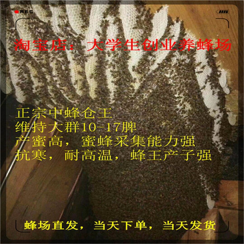 广西蜜蜂王种王湖南仓王纯种阿坝王双色王伏牛蜂王中蜂王土蜂包活