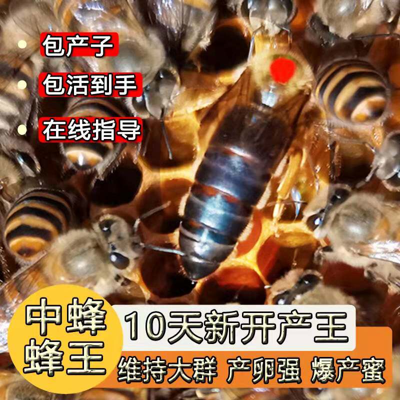 中蜂王纯种红背开产王阿坝双色蜂仓王黑蜜蜂活体交尾土蜂黄色产卵
