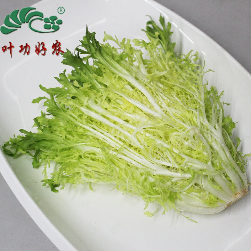 黄心苦菊新鲜蔬菜苦苣黄心苦叶生菜狗牙沙拉菜西餐配料 500g-封面