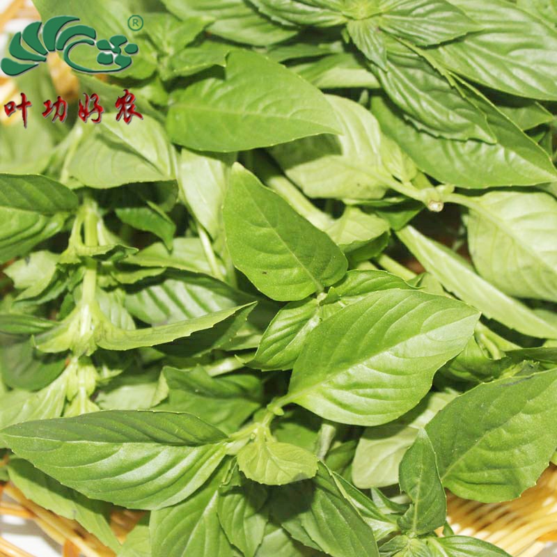 新鲜香料罗勒100g/250g香草罗勒叶食用甜罗勒西餐调料青酱罗勒酱
