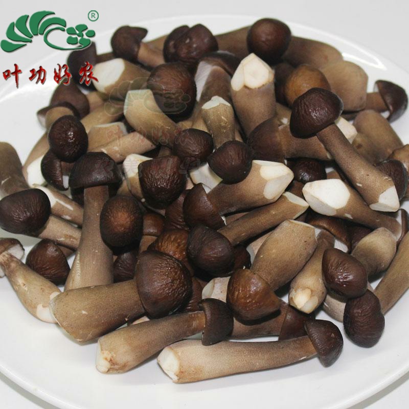 新鲜黑皮火把500g食材鸡枞菌