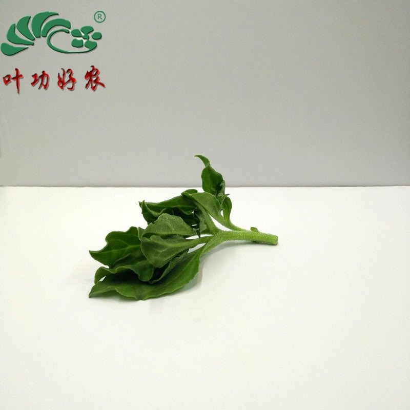 新鲜蔬菜非洲冰草 野菜冰菜野生冰草菜 沙拉菜 冰叶日中花 250g