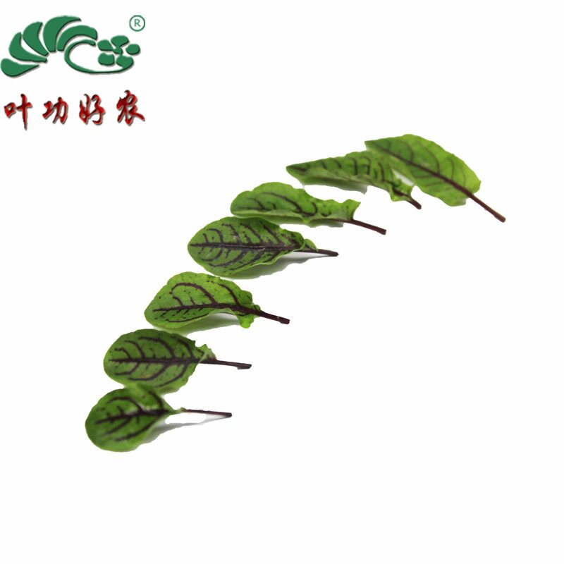 新鲜酸模叶 红酸膜草 西餐摆盘用 嫩叶 双膜叶 约50片/盒