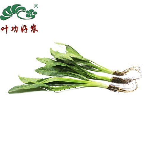 新鲜芫茜刺芹250g食用欧芹芫荽