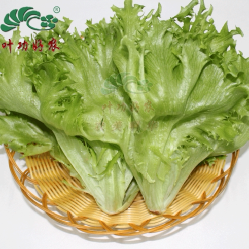 新鲜绿叶500g蔬菜沙拉