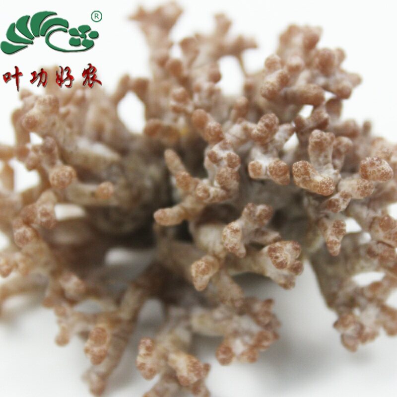 当季菜 新鲜蔬菜 武夷山特色食材 新鲜龙爪菇 猫爪菇 老鼠爪 500g