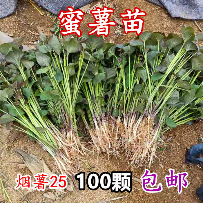 山东烤烟薯25苗蜜薯苗烤薯西瓜红山芋番薯苗红薯地瓜苗100颗包邮