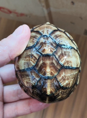 龟壳文玩一物一价请勿乱拍