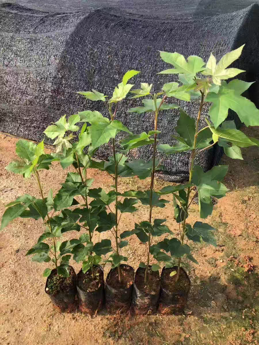 广西黑枫叶树苗本土黑米饭专用染色树苗种植庭院菜园专用