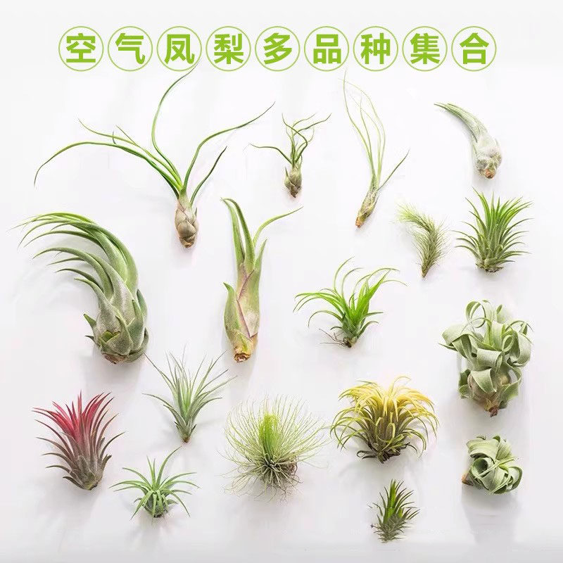 空气凤梨无土绿植盆栽小章鱼精灵棉花糖花中花贝可利多样绿植图片