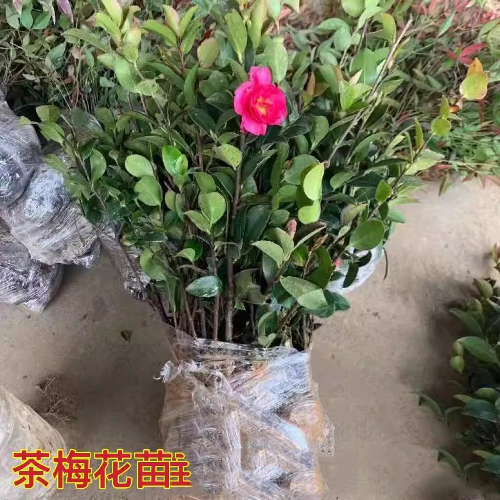 春夏西洋杜鹃花苗盆栽四季杜鹃开花带花苞常青室外庭院花映山红