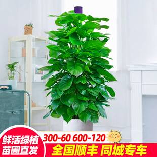 大绿萝柱盆栽室内客厅植物绿箩空气大型室内办公室好养水培绿植
