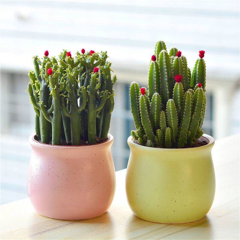 多肉植物仙人掌盆栽绿植花卉室内办公室桌面好养法师老桩园艺种植