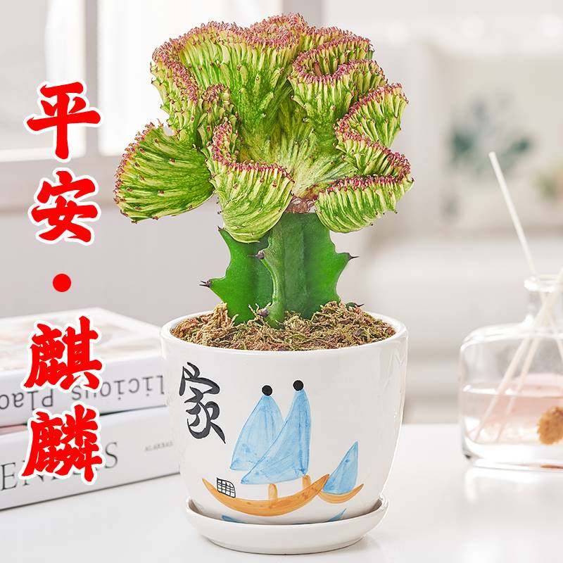 玉麒麟花彩色彩麒麟盆栽仙人掌植物室内红麒麟盆栽净化空气