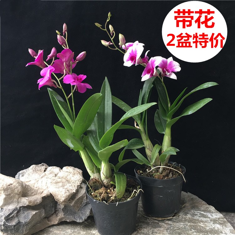 白泼墨石斛兰盆带花苞泼墨石斛兰 兰花盆栽 秋石斛兰石斛兰苗带花