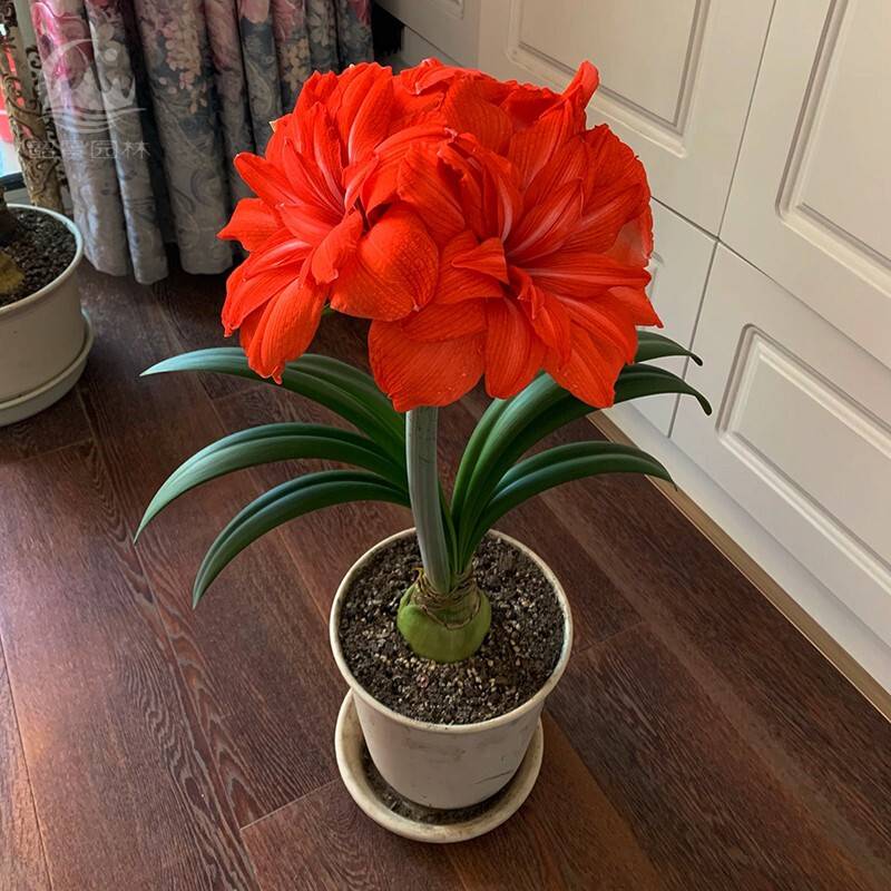 朱顶红进口重瓣种球朱顶红种球超大 朱顶红好养活室内盆栽花种子