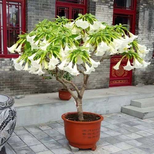 树苗曼陀罗吊钟花树苗多色