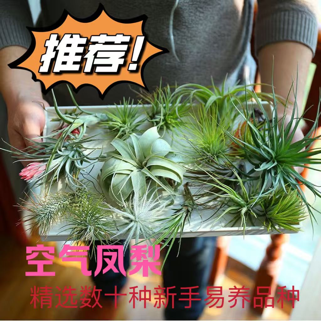 空气凤梨福果精灵小章鱼 基地凤梨草 空气凤梨 无土绿植空气铁兰