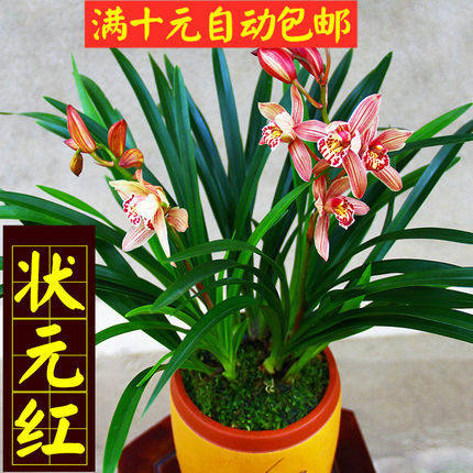 冬带香水味花苞 建兰四季兰状元红 香妃兰花苗好养易活浓香型兰花